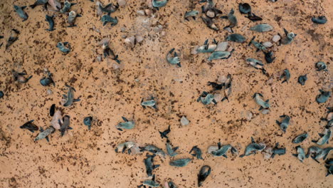 aerial view of seals on a sandy beach