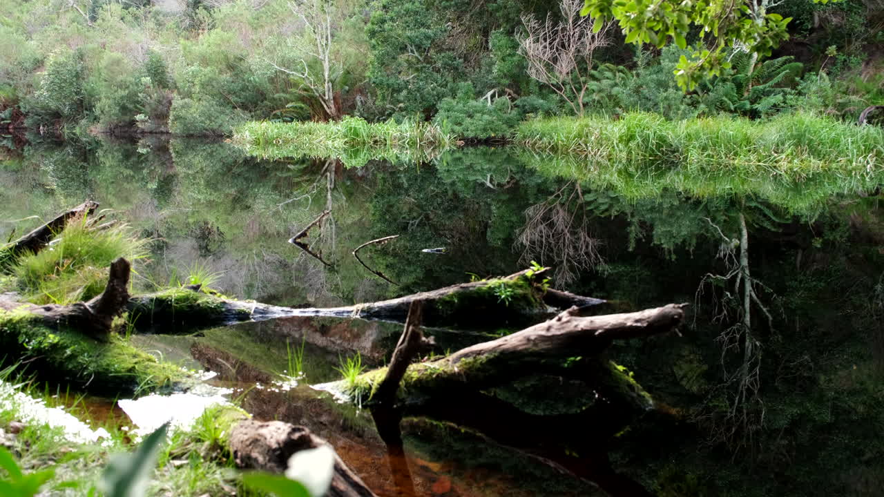 Fallen tree logs in nutrient rich dam water along Disa Kloof trail of Harold Porter Botanical Garden in Betty's Bay South Africa