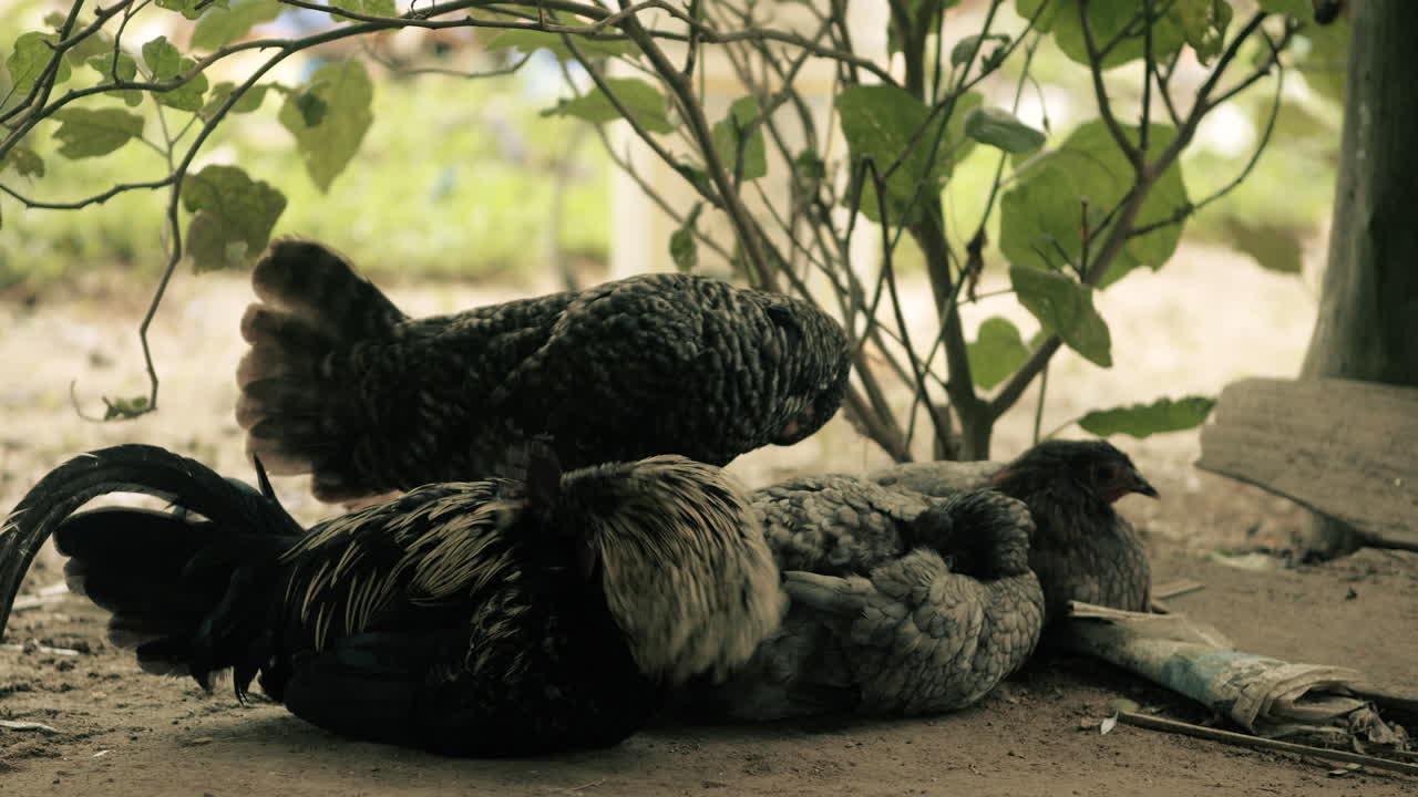 pollos descansando bajo un árbol
