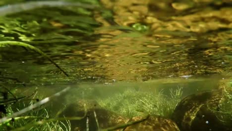 Wasserpflanzen-Und-Felsen-Unter-Wasser