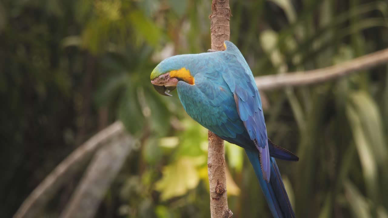Blue-and-yellow macaw perched in Peru's rainforest, morning closeup, observing its surroundings dives down