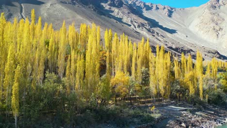 pan shot of yellow spring trees in skardu valley in pakistan during daytime