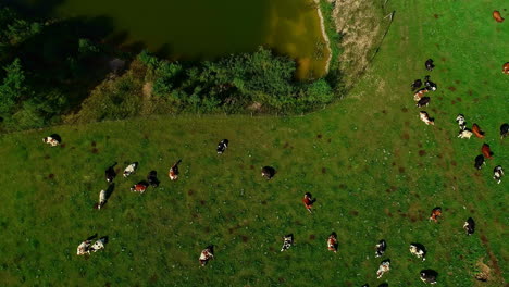 Vacas-Tumbadas-Al-Sol-En-Un-Campo-Verde-A-Lo-Largo-De-Las-Orillas-Del-Lago