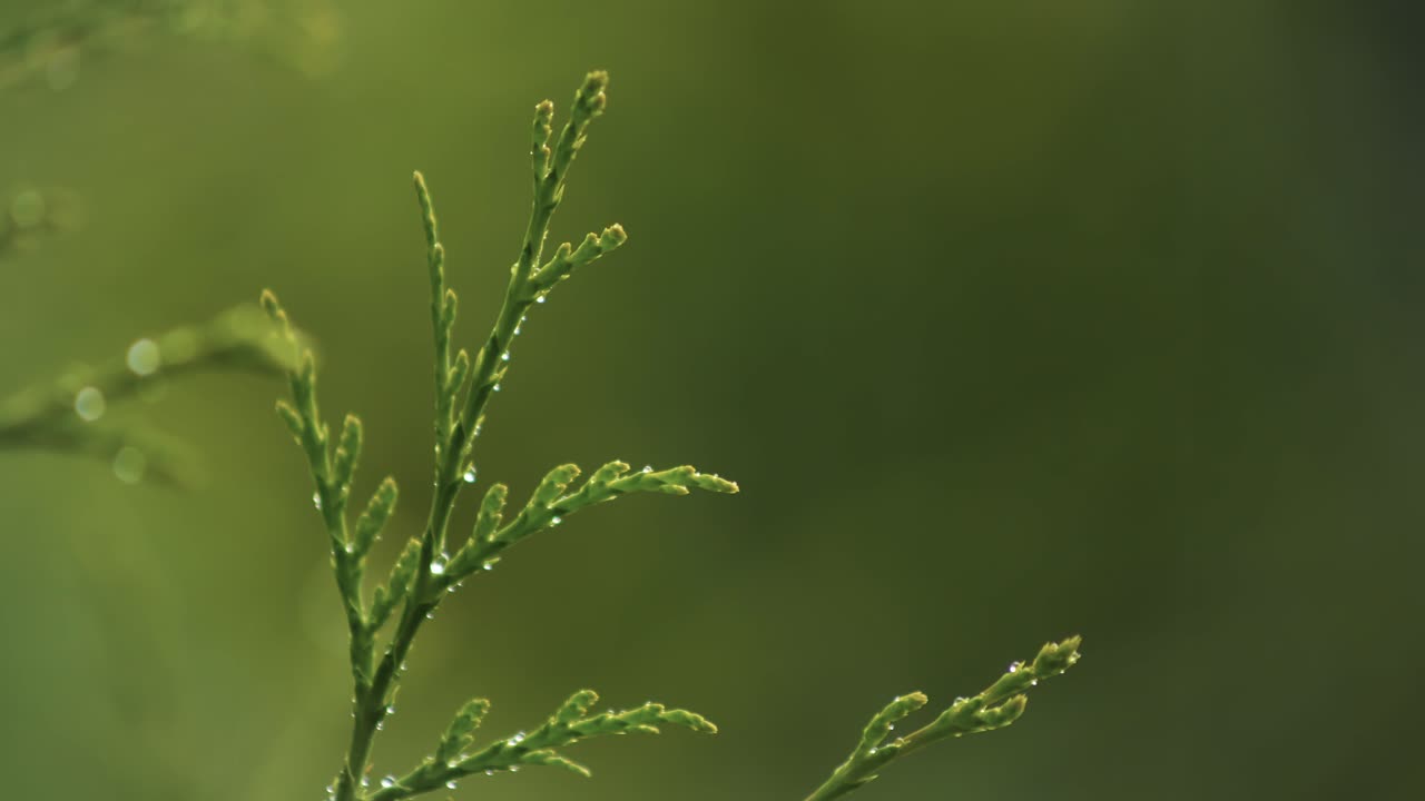 Raindrops cling to green conifer foliage, Background nature close-up