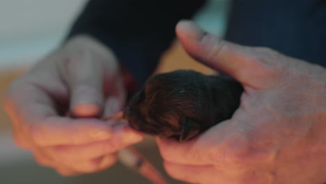 Close-up,-vet-tube-feeding-black-puppy-in-clinic,-slow-motion