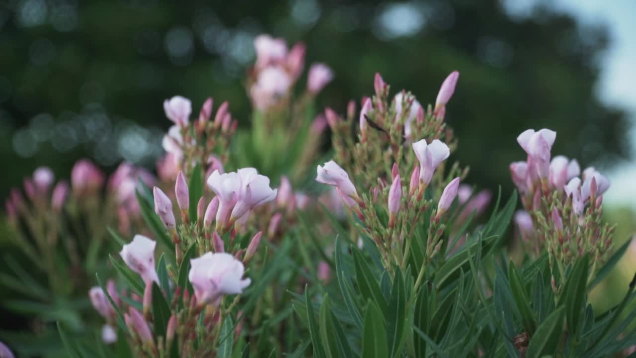 따뜻한 여름날에 분홍색 꽃이 닫힙니다.