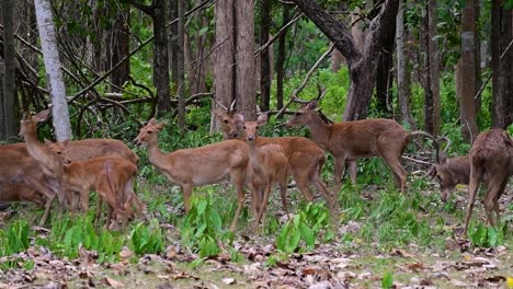 Der-Eldhirsch-Ist-Aufgrund-Von-Lebensraumverlust-Und-Jagd-Eine-Vom-Aussterben-Bedrohte-Art