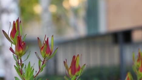 leucadendron flowers with blurred urban background