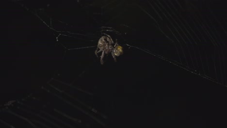 Close-up-Footage-of-a-Spider-Eating-an-Insect-Rolled-into-a-Round-Ball