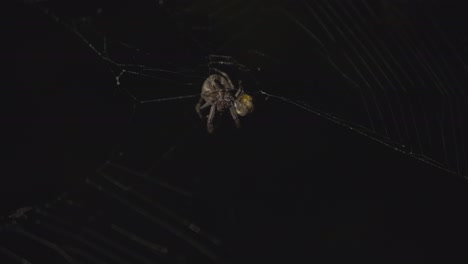 imágenes en primer plano de una araña comiendo un insecto enrollado en una pelota redonda