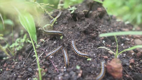 indian black millipede resting in the dark sandy underground surrounded by plants