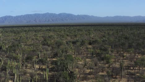 Drone-shot-flying-over-Saguaro-Cactus-in-a-desert-in-Baja-California,-Mexico