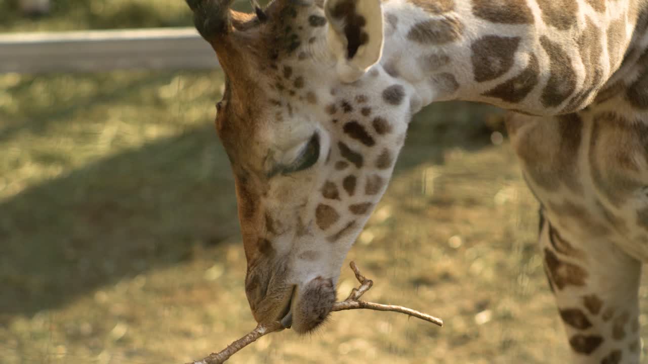 giraffe chewing on a tree in super slow motion