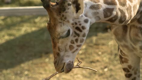 Giraffe,-Die-In-Superzeitlupe-An-Einem-Baum-Kaut