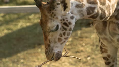 una jirafa masticando un árbol en súper cámara lenta