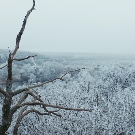 Winter forest from above