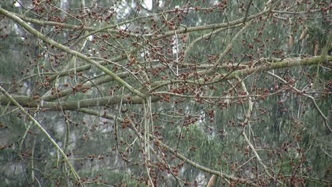 la nieve cae cuando los primeros brotes de la primavera aparecen en las ramas de los árboles de arce