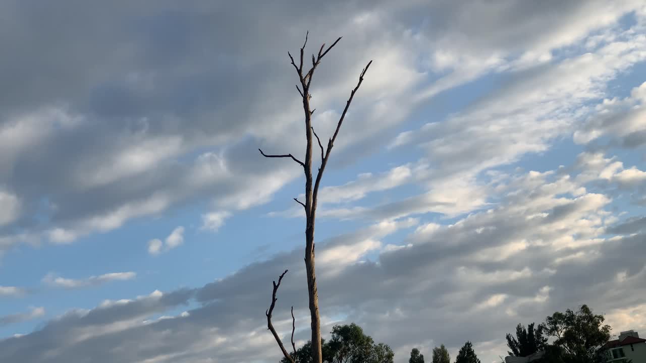 A dead tree that still standing with move around movement.