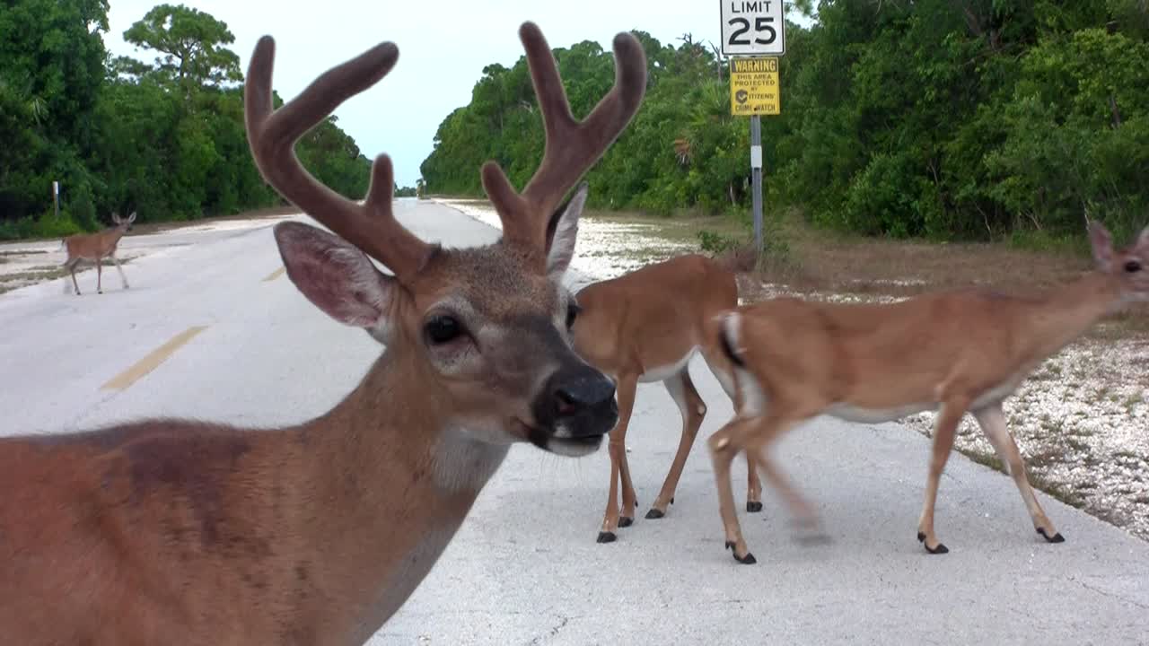 사슴은 빈 길을 건너