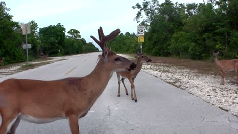 ciervo cruza una carretera vacía