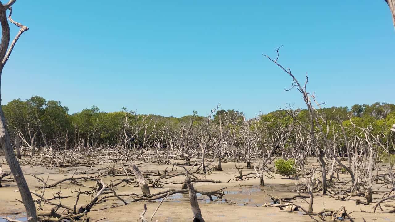 드론은 해안 침식과 죽은 맹그로브를 포착합니다.
