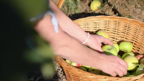 Poner-Manzanas-Frescas-Cosechadas-En-Una-Canasta---Recolección-De-Manzanas---Cierre,-Cámara-Lenta