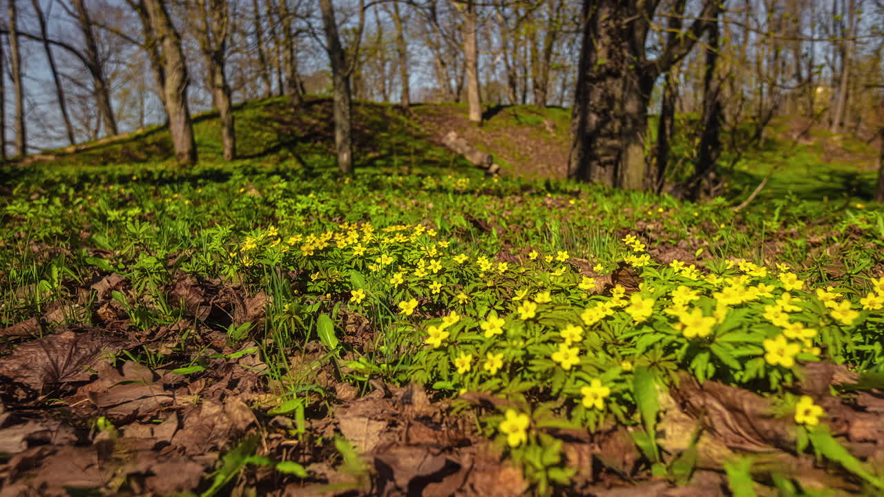 Blooming Wildflower On The Floor Of A Forest