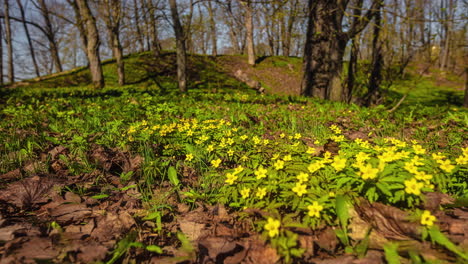 flor salvaje floreciendo en el suelo de un bosque