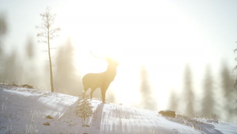 Orgulloso-Macho-De-Ciervo-Noble-En-El-Bosque-De-Nieve-De-Invierno