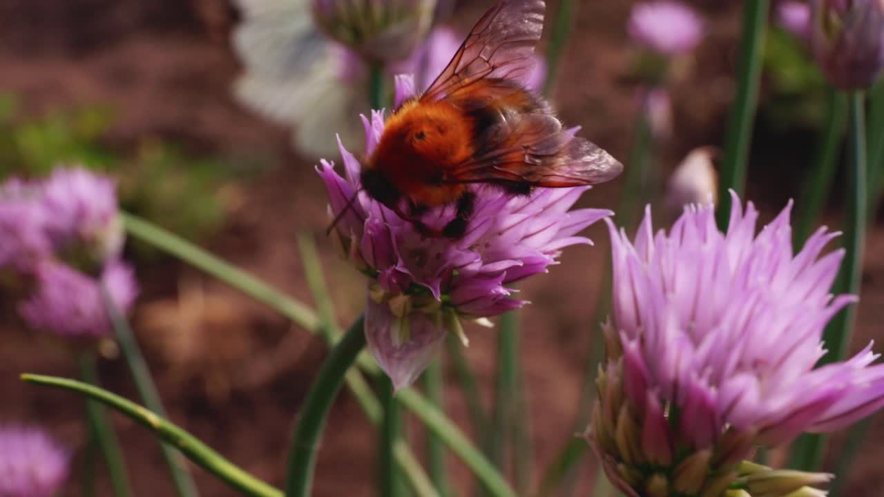 Bumblebee on a Chive Flower