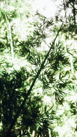 close-up of green bamboo leaves