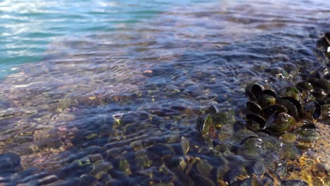 mussels growing on the rocks by the sea