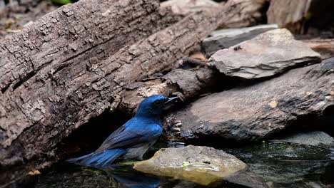 El-Papamoscas-Azul-De-Indochina-Se-Encuentra-En-Los-Bosques-De-Las-Tierras-Bajas-De-Tailandia,-Conocido-Por-Sus-Plumas-Azules-Y-Su-Pecho-De-Naranja-A-Blanco