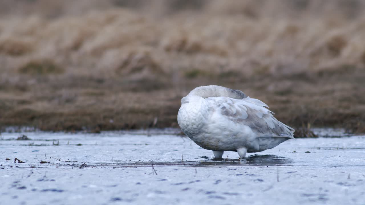마른 풀이 범람한 초원 웅덩이에서 쉬고 있는 봄 이주 동안 자고 있는 백조
