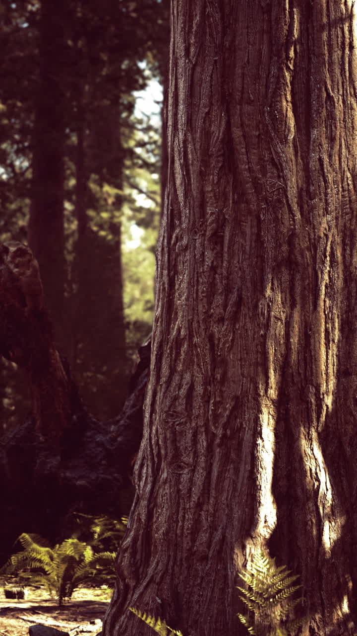 Albero alto con corteccia ruvida in una foresta durante le ore diurne di sole.