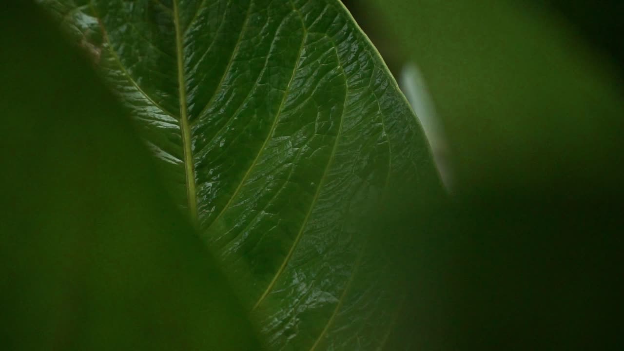 Close-up of fresh green leaves wet from rain. Natural texture, calm mood, and lush tropical foliage after rainfall