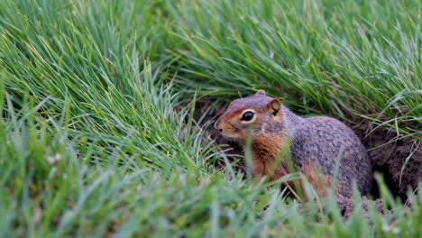 groundhog in grassy meadow