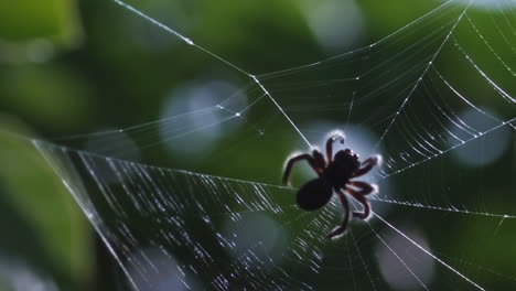 spider on a spiderweb