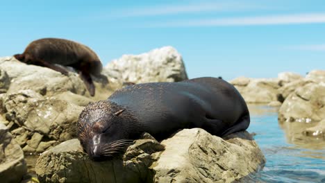 Fur-seal-sleeping-on-rocky-outrcrop-on-ocean-coast-on-lazy-sunny-day