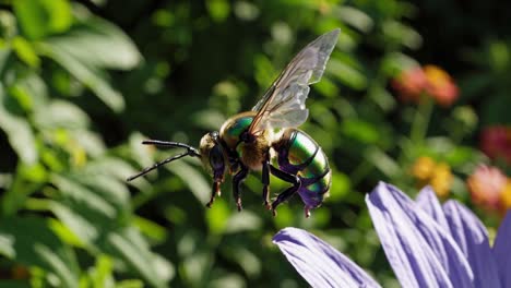 colorful bee on a purple flower