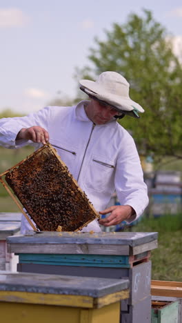 beekeeper looks attentively at the frame covered with bee brood. man puts the heavy frame back into the hive. blurred backdrop. vertical video