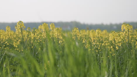 canola rapeseed field with yellow flower, handheld pan, shallow focus