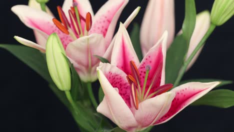 4k time lapse shot of pink lilies blooming