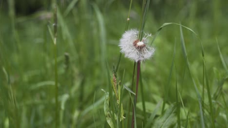 footage of a dandelion standing alone in some beautiful green grass