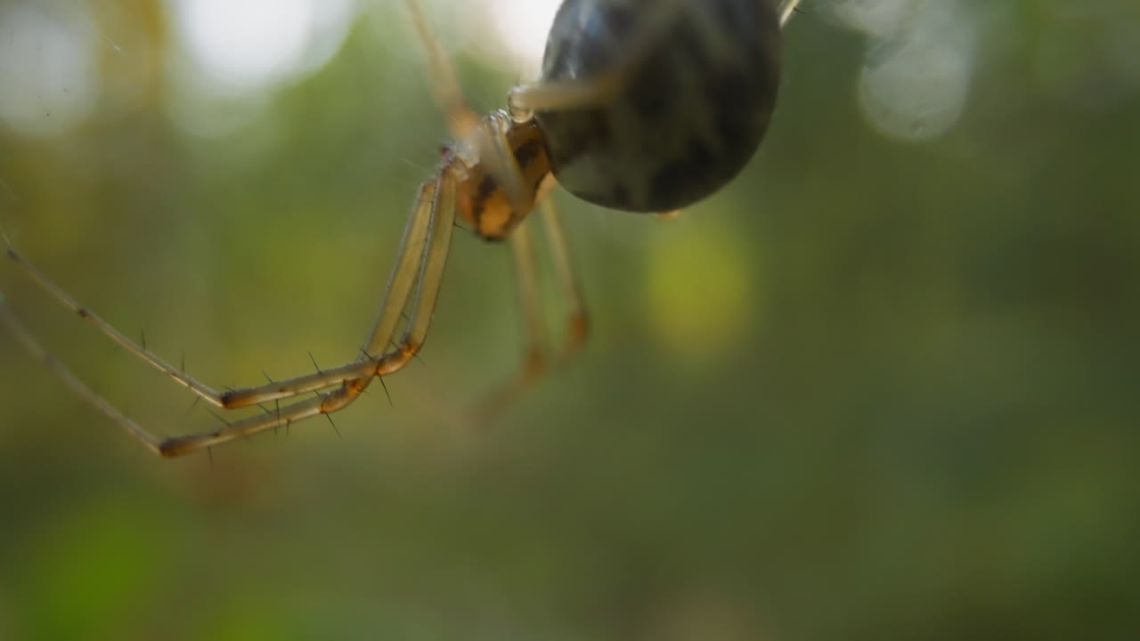 Small spider with hairy legs crawls hanging on gentle web