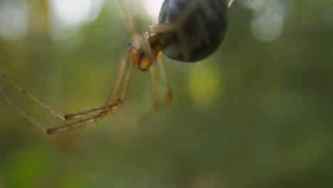 Kleine-Spinne-Mit-Haarigen-Beinen-Krabbelt-Hängend-An-Einem-Sanften-Netz