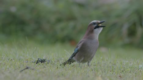 arrendajo euroasiático recogiendo bellotas para el invierno y se las traga