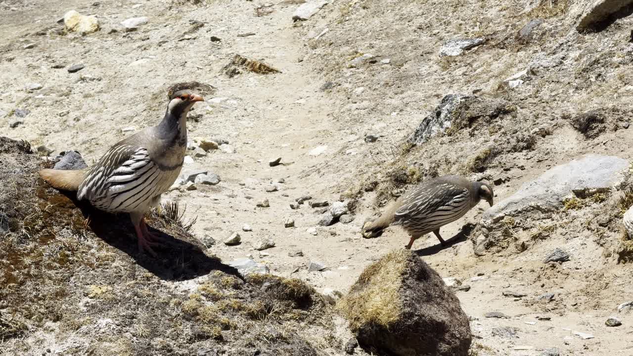 A rare Himalayan bird thrives above 4,000 meters in the rugged alpine zone