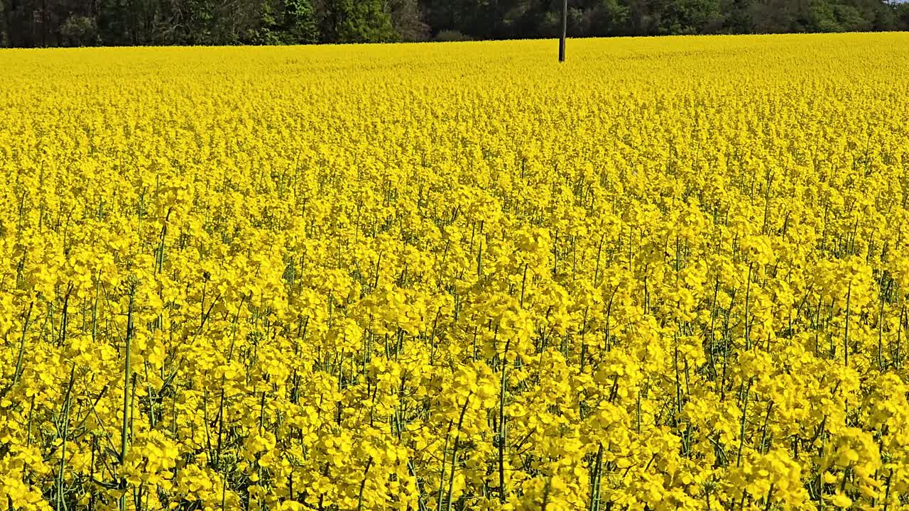 Uendelig rapsmark om foråret: Klare gule blomster (Brassica napus) under en strålende himmel.