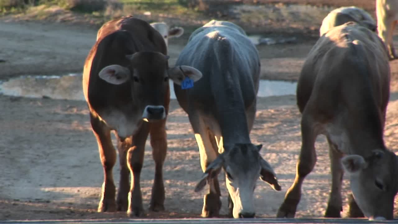 비포장 도로의 카틀 가드에서 멈춘 소의 중간 샷